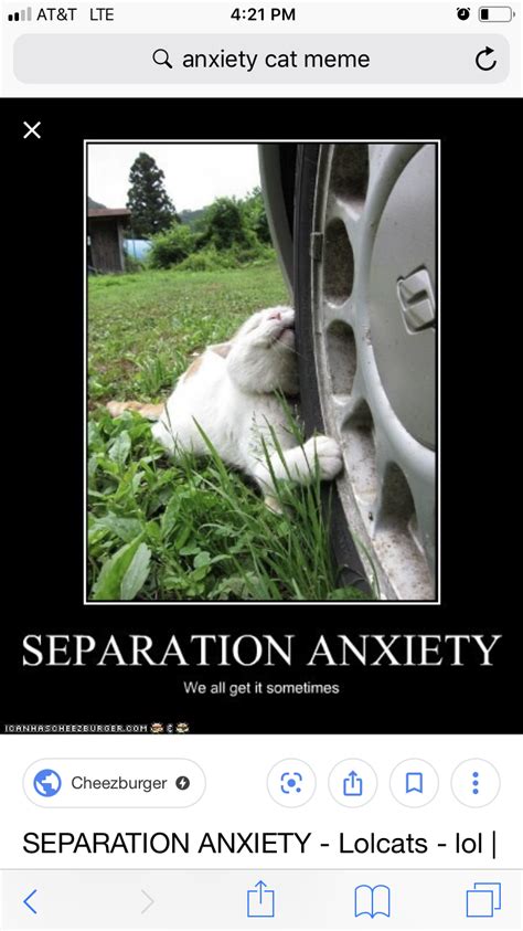 Anxiety Cat Memes