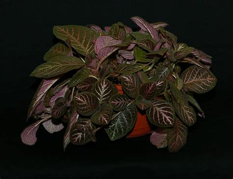 Episcia ‘kee Wee Gesneriad Reference Web