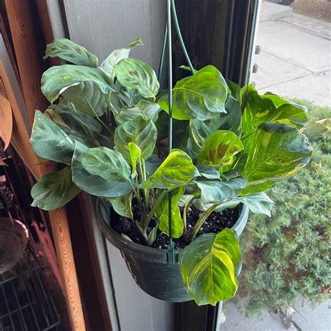 Variegated Prayer Plant | Plant Mode