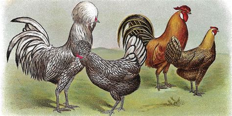 Poultry Breeds - Livestock - Small Farmer's JournalSmall Farmer's Journal