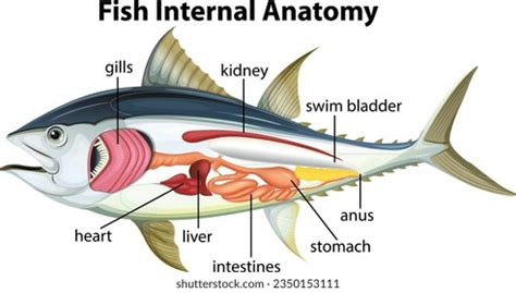 Detailed Illustration Turtles Internal Organs Stock Vector Royalty