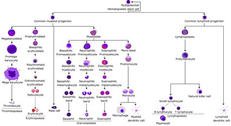 Hematopoiesis in animals