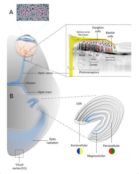 The colour vision pathway. (a) The Hardy, Rand and Rittler (HRR)... | Download Scientific Diagram