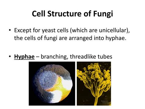 Structure Of A Fungi Cell