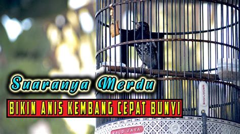 PANCINGAN ANIS KEMBANG GACOR MERDU LANGSUNG DI TANGGAP ANIS KEMBANG