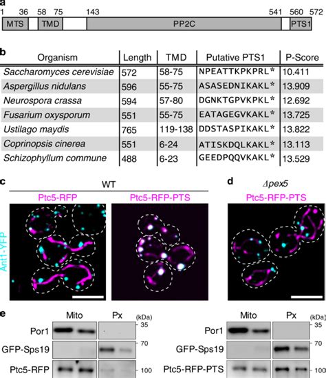 Peroxisomal Targeting Of A Protein Phosphatase Type C Via