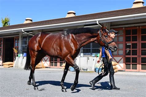 【天皇賞秋・調教後の馬体重】8か月半ぶりのドウデュースはプラス8キロの516キロ イクイノックスは4キロ増の496キロ 競馬ニュース・特集