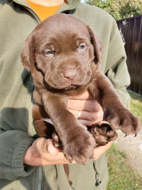 Okoladni Labrador Retriver Tenci