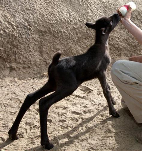 Baby Reindeer Not Just For Christmas Baby Animal Zoo