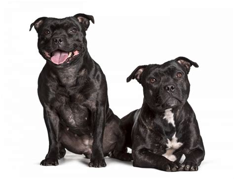 Staffordshire Bull Terrier Características Curiosidades E Preço