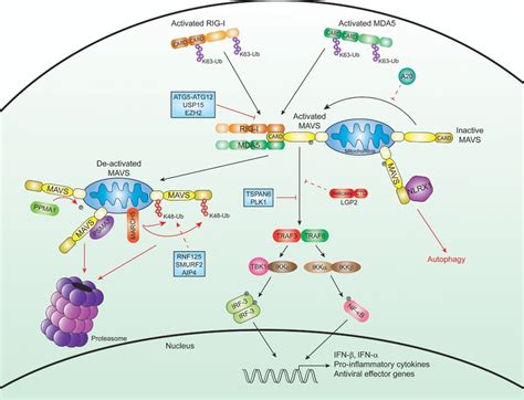 Negative Regulators Of The Rigilike Receptor Signaling Pathway