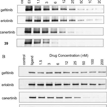 A Inhibition Of ErbB1 Tyrosine Kinase Activity In NIH 3T3 Fibroblasts