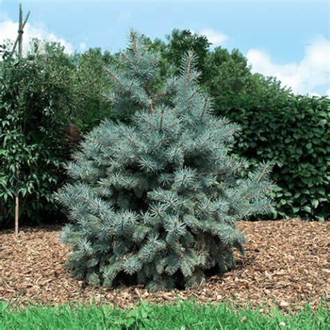 Picea Pungens Baby Blue 25ltr 3035