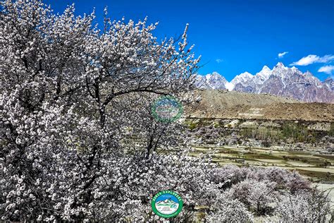 Hunza Cherry Blossom Tour by Hunza Explorers