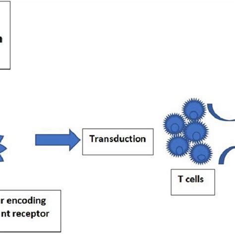 The Adoptive T Cell Preparation And Application Against Melanoma At