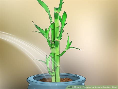 How To Care For An Indoor Bamboo Plant 14 Steps With Pictures