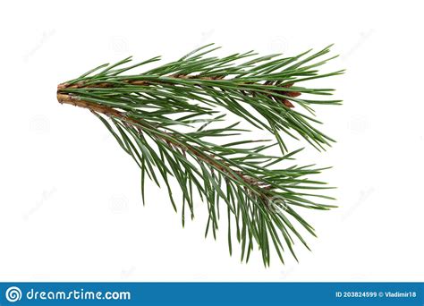 Green Natural Pine Branch Isolated On White Background Stock Image