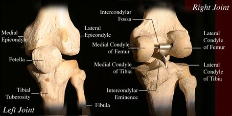 Tibiofemoral Joint