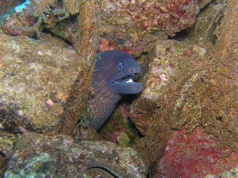 Free Moray Moray Eel Photos Pixabay