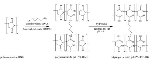 Synthesis route of poly(aspartic acid) hydrogel cross-linked with ...