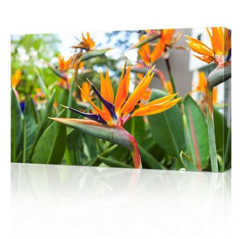 20 x 30" (51 x 76cm) Canvas Prints – Officeworks Photos