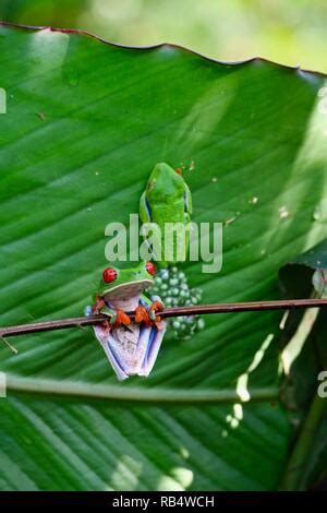 An Egg Mass Of The Red Eyed Tree Frog Agalychnis Callidryas Costa