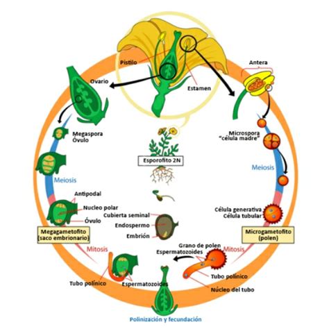 Ciclo De Vida De Angiospermas Con Imágenes Brainlylat