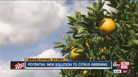 Potential New Solution To Citrus Greening Youtube