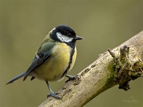 Great Tit Vicky Outen Flickr