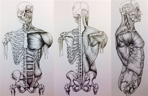 3 View Skull To Pelivs Bone Muscle Study Bone Drawing Human Anatomy