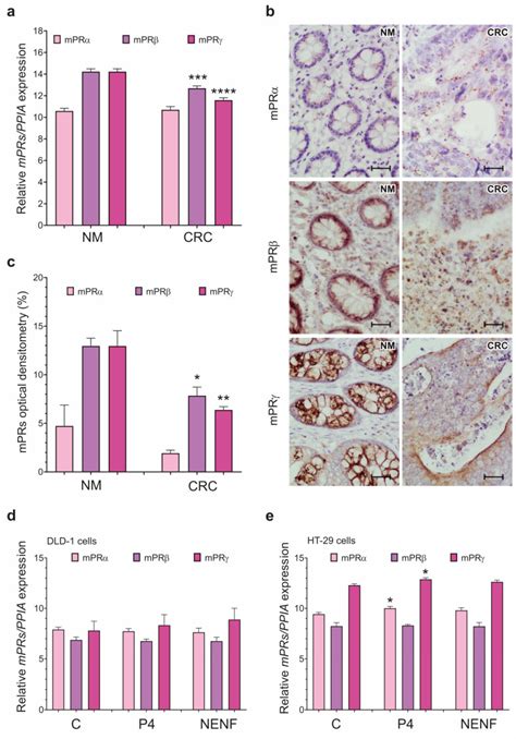 Colorectal Adenocarcinoma Cell Lines Dld Atcc Bioz