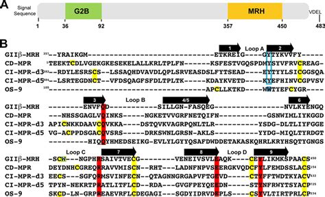 Comparison Of Glycan Binding Mrh Domains From Gii Cd Mpr Ci Mpr And