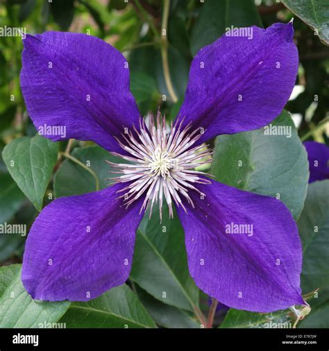 Purple Clematis Flower Stock Photo Alamy