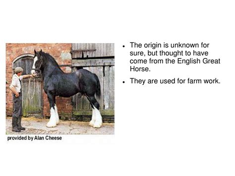 PPT - Horse Breeds Quiz PowerPoint Presentation, free download - ID:5398944