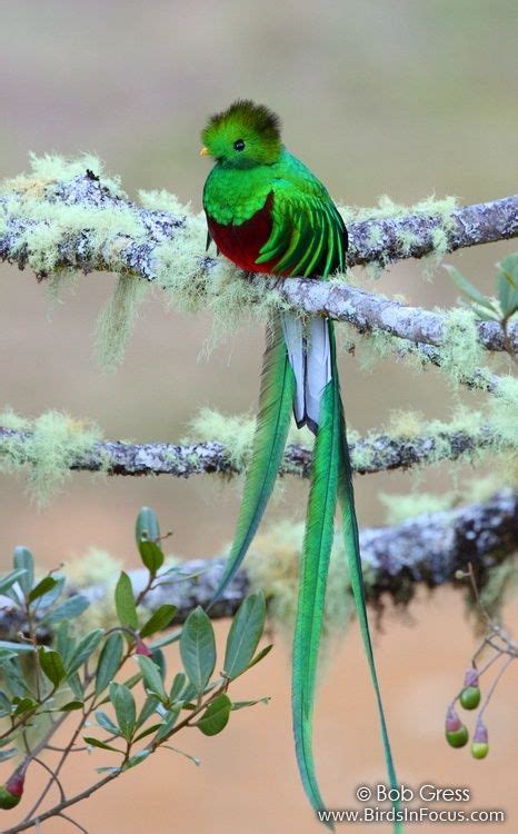 Resplendent Quetzal Exotic Birds Colorful Birds Tropical Birds Green