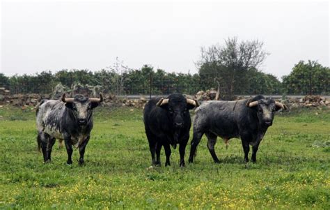 Toros Y Orden De Lidia Para El Mano A Mano Entre Castella Y Roca Rey En