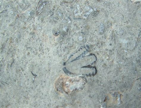 Trilobite Pygidium? - Fossil ID - The Fossil Forum