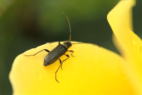 Grammoptera ruficornis Mattschwarzer Blütenbock Mattschw Flickr