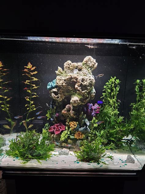 15 gal setup. : r/Aquariums