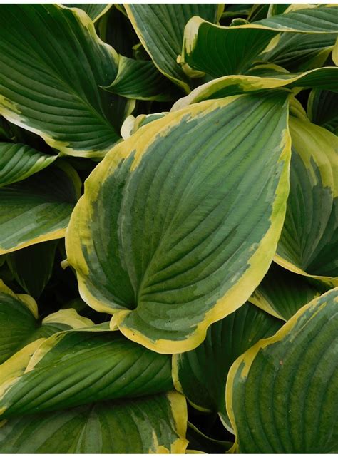 Hosta > Hosta 'Yellow River' - The Beth Chatto Gardens