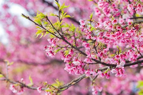 Sunny View of Cherry Blossom in Yangmingshan National Park Stock Photo - Image of outdoor ...