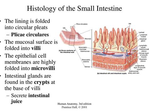 The Digestive System Chapter Ppt Download