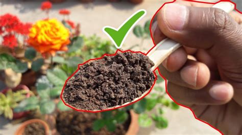 4 trucos para hacer que las plantas florezcan durante todo el año y