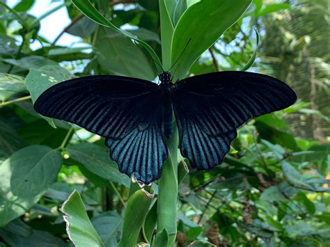 O Que Significa Ver Borboleta Preta - Borboleta preta e os significados sinistros que ela traz do mundo ...