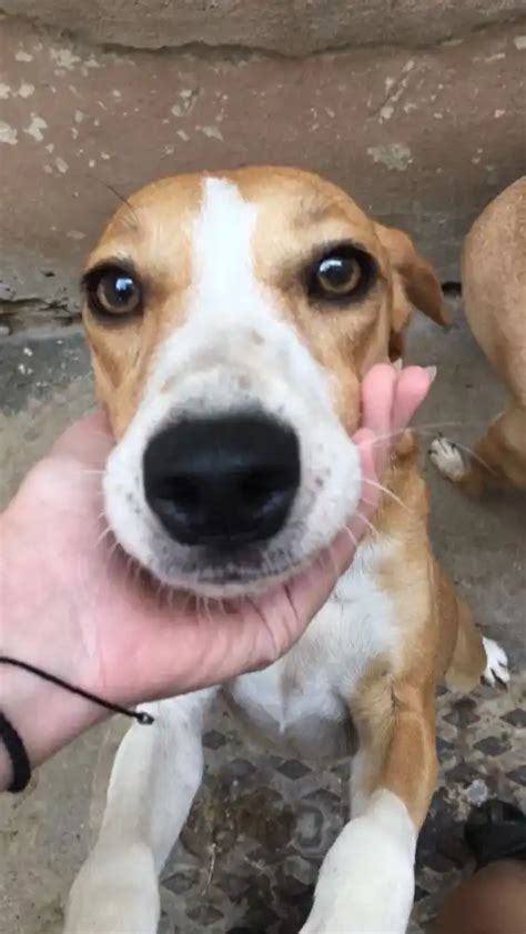 Adoção de Cachorro Rio de Janeiro RJ Shell 3 anos Raça Srd