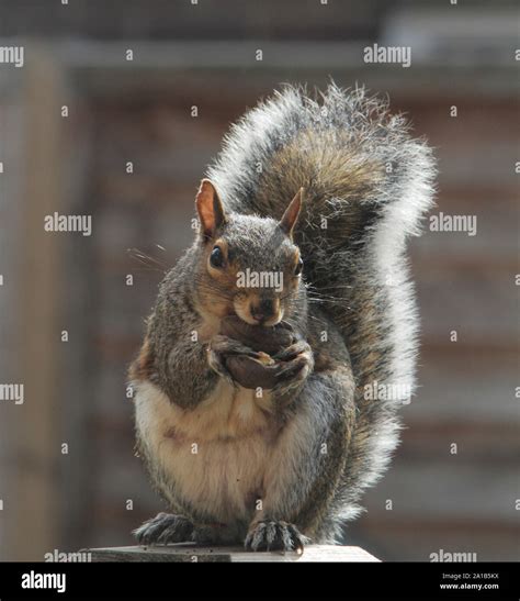 Squirrel eating a nut Picture jack Ludlam Stock Photo - Alamy