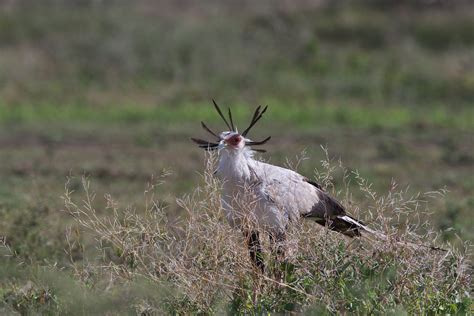 ヘビクイワシ（secretary Bird ）30 03 ぼちぼち、と・・・！（野鳥大好きo／）