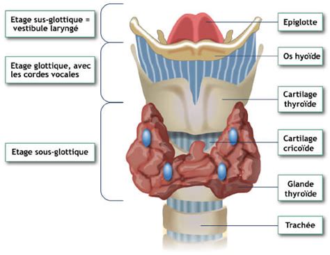 Cancer du larynx : Définition, symptômes et traitements