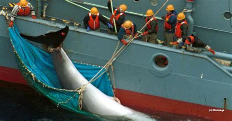 Shameless Japan’s Final ‘scientific’ Hunt Before It Resumes Commercial Whaling Eia