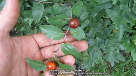 Jujubes Plant Care And Collection Of Varieties Jujube